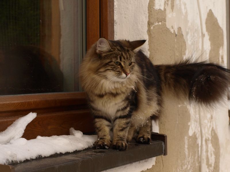 CH Khatereh vom Ambergarten*DE